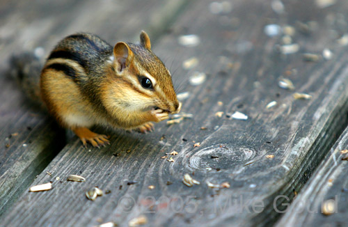 zchipmunk