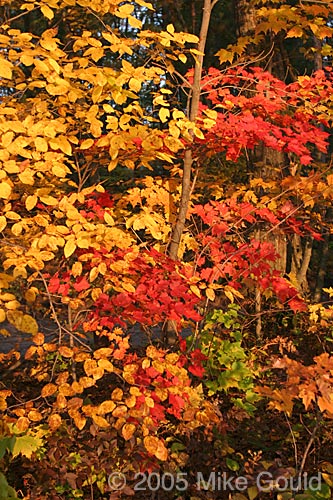 IMG_7564