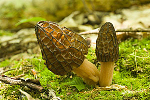 Brown morels
