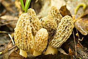 White morels